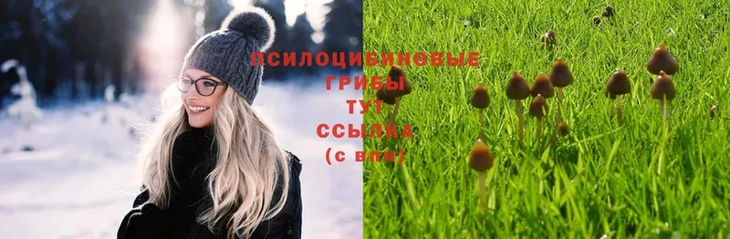 купить наркотик  Боготол  Галлюциногенные грибы MAGIC MUSHROOMS 